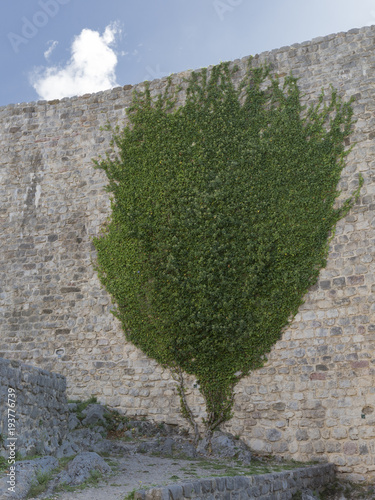 green plant on the old wall