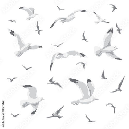 Flying Seagulls Isolated