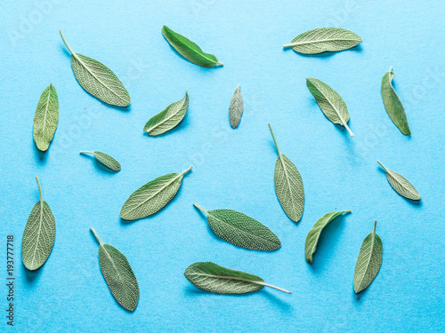 Fresh velvet leaves of garden sage on the blue background. photo
