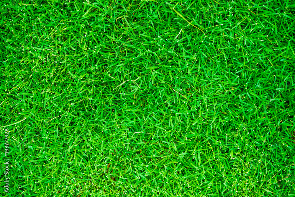 Green grass pattern top view texture