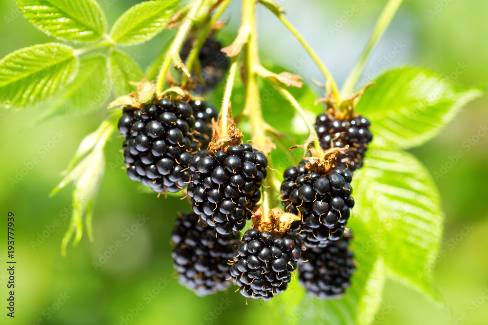 ripe blackberry in a garden - obrazy, fototapety, plakaty 