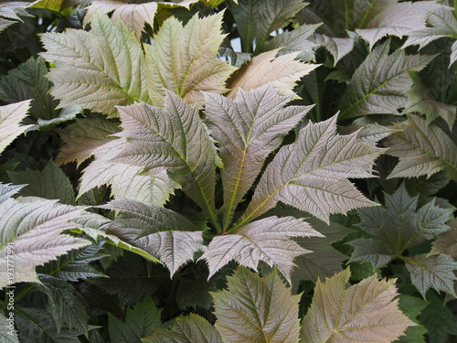 Rodgersia podophylla - plant with decorative leaves  photo