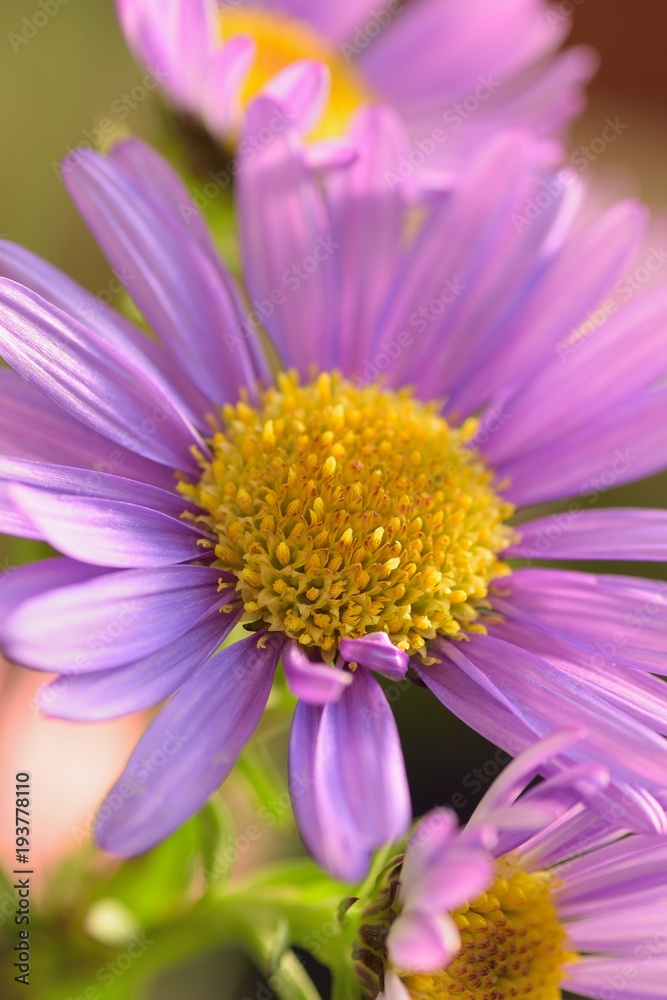 Macro texture of vibrant pink colored Daisy flower with water droplets Macro texture of vibrant pink colored Daisy flower with water droplets