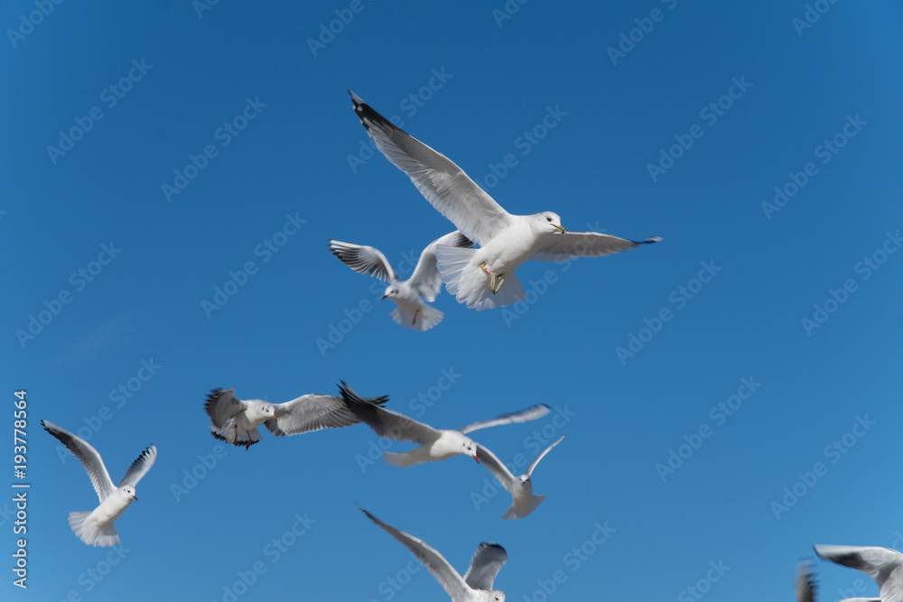 Gull (Larus ridibundus) in flight on the natural blue sky background Gull (Larus ridibundus) in flight on the natural blue sky background