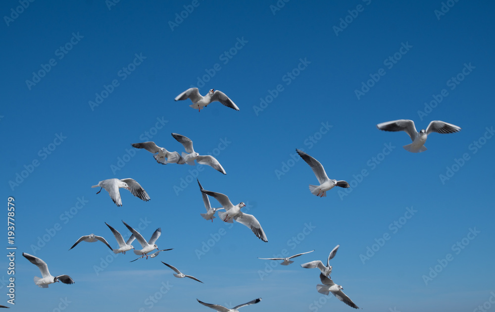 Fototapeta premium Gull (Larus ridibundus) in flight on the natural blue sky background