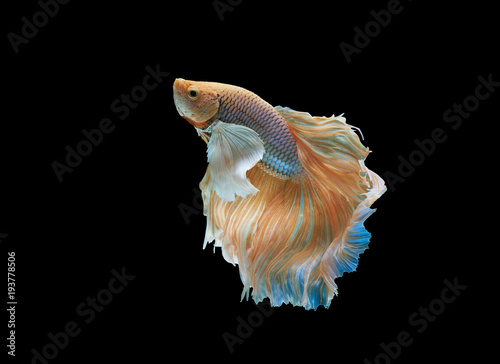 Siamese fighting fish isolated on black background,Yellow Half moon betta fish