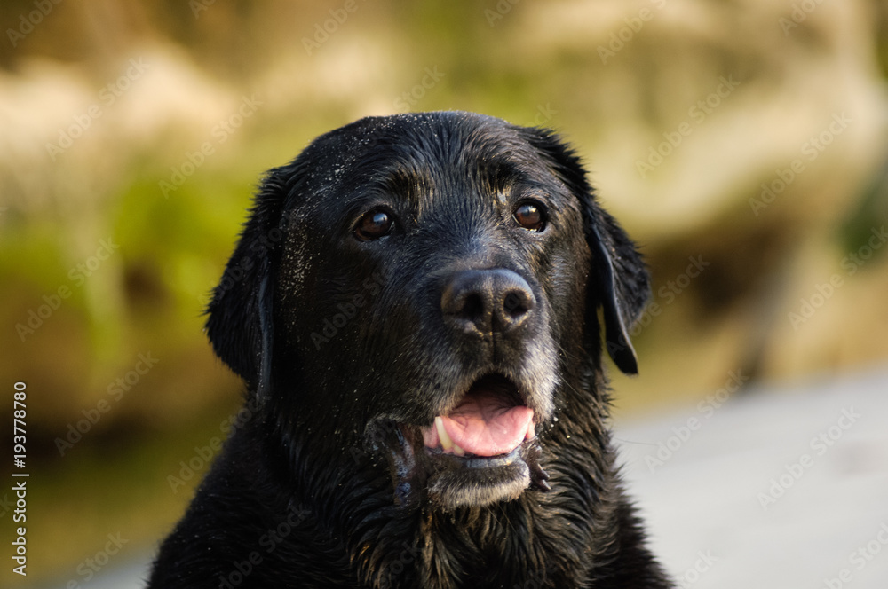Black Labrador Retriever dog outdoor portrait headshot Black Labrador Retriever dog outdoor portrait headshot