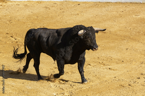 Toro de lidia en la arena de una plaza de toros. España