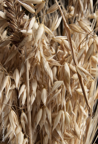 Background of oats close-up