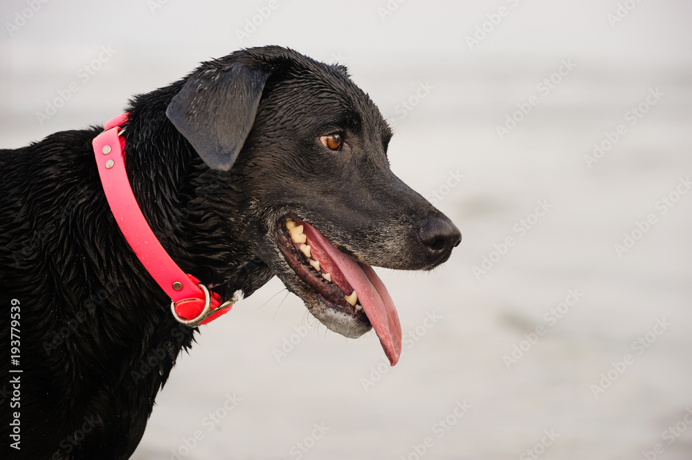 Black Labrador Retriever dog outdoor portrait Black Labrador Retriever dog outdoor portrait