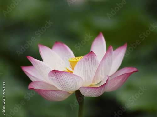 Close-up of lotus flowers blooming in the pool