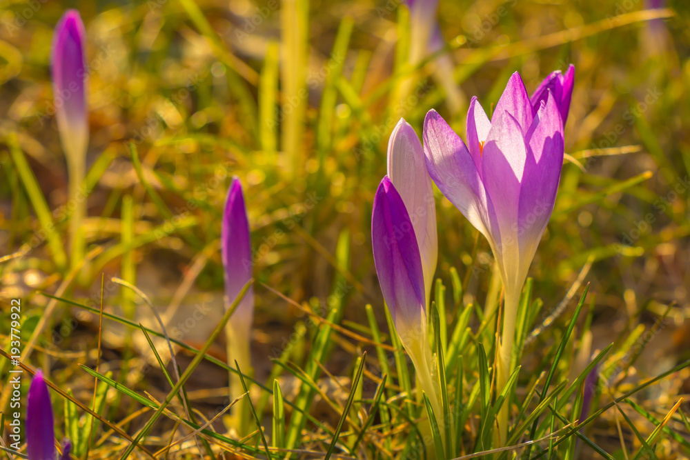 Crocus, plural crocuses or croci is a genus of flowering plants in the iris family. A single crocus, a bunch of crocuses, a meadow full of crocuses, close-up crocus Crocus, plural crocuses or croci is a genus of flowering plants in the iris family. A single crocus, a bunch of crocuses, a meadow full of crocuses, close-up crocus