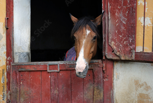 Cavallo in scuderia