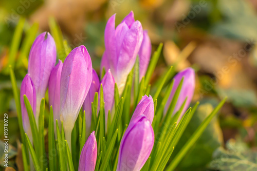 Crocus, plural crocuses or croci is a genus of flowering plants in the iris family. A single crocus, a bunch of crocuses, a meadow full of crocuses, close-up crocus