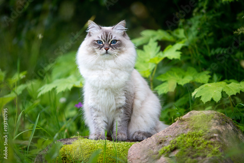 Cuadro en lienzo the Neva masquerade cat on nature background