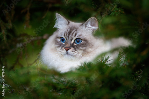 Photography the Neva masquerade cat on nature background