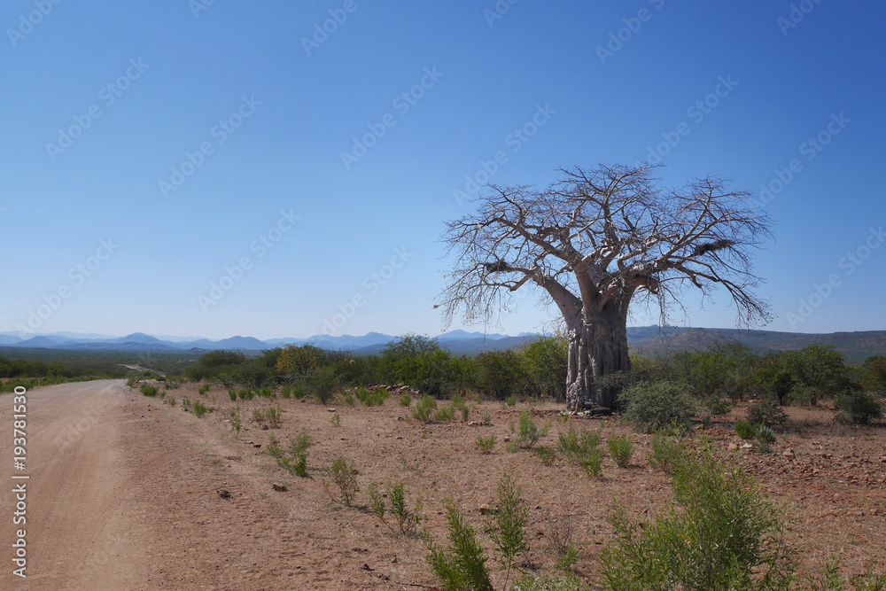 Baobab tree in Namibia, Africa