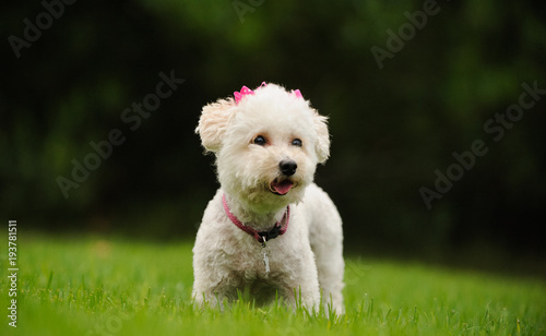 White Miniature Poodle outdoor portrait standing in grass