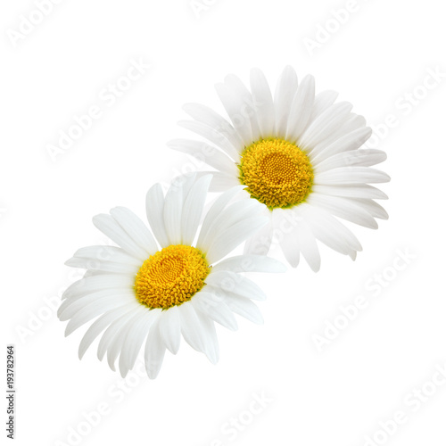 Chamomile flower composition isolated on white background as package design element.