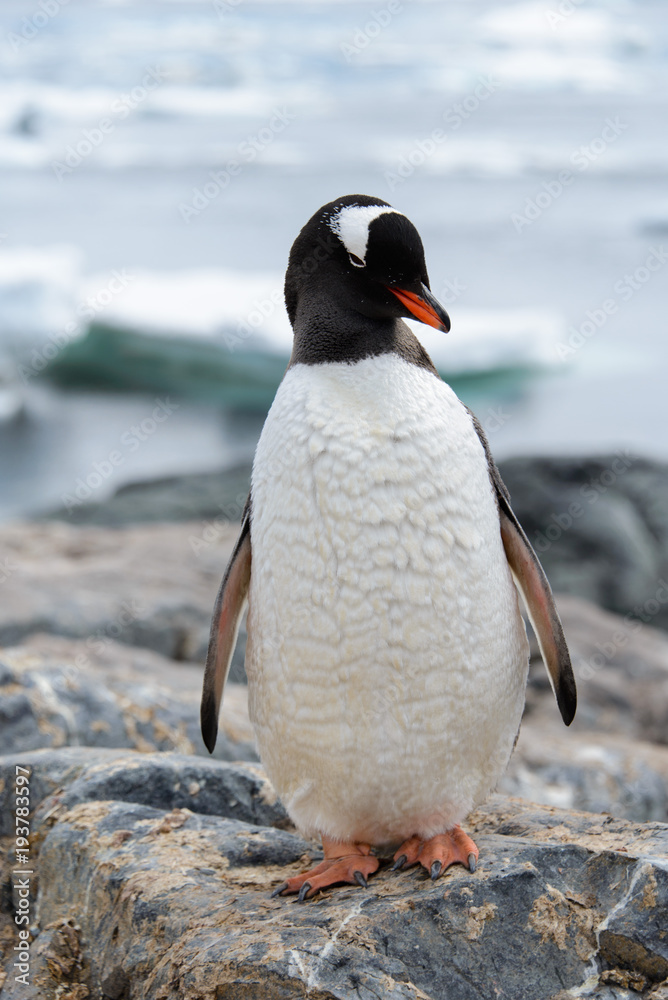 Naklejka premium Gentoo penguin scratching