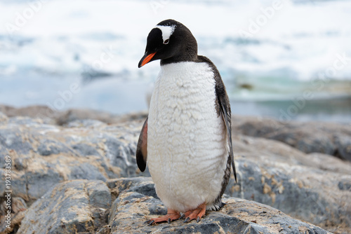 Gentoo penguins on stone