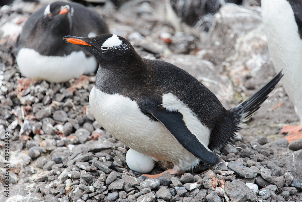 Fototapeta premium Gentoo penguin with egg in nest