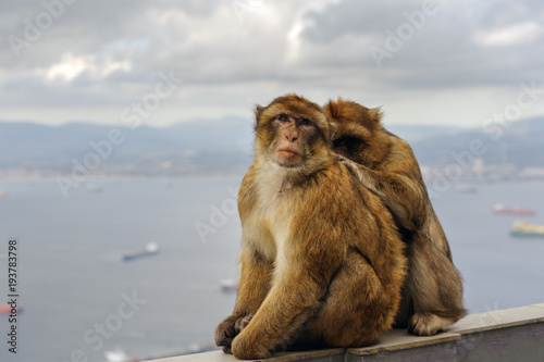 Monkey family is sitting on balcony at Gibraltar rock viewpoint
