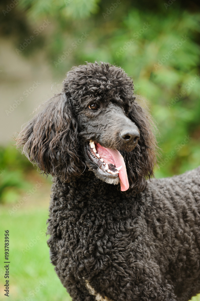 Black Standard Poodle outdoor portrait in green yard Black Standard Poodle outdoor portrait in green yard