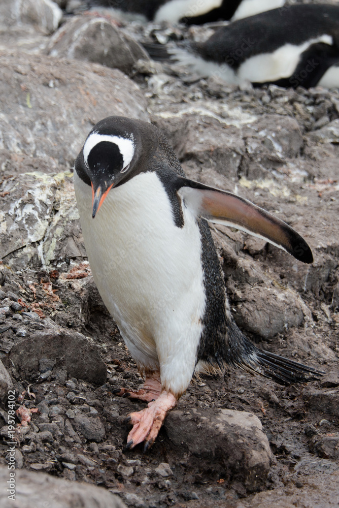 Fototapeta premium Gentoo penguin going