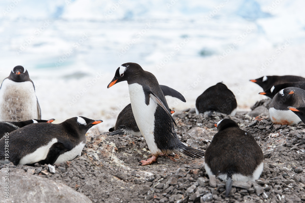 Fototapeta premium Gentoo penguin's colony