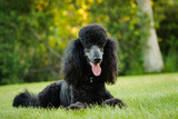 Black Standard Poodle dog lying down in park grass