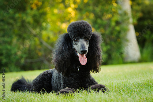 Black Standard Poodle dog lying down in park grass photo