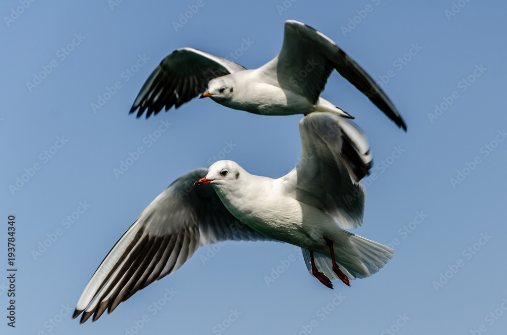 Obraz premium Flying seagull