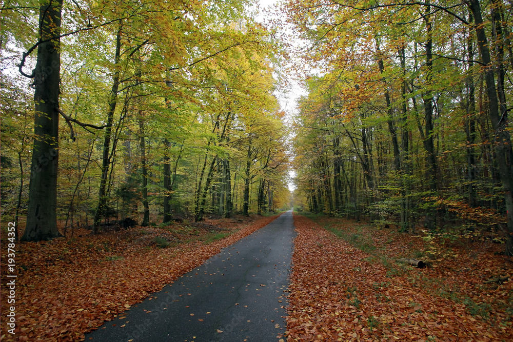 Obraz premium Waldweg