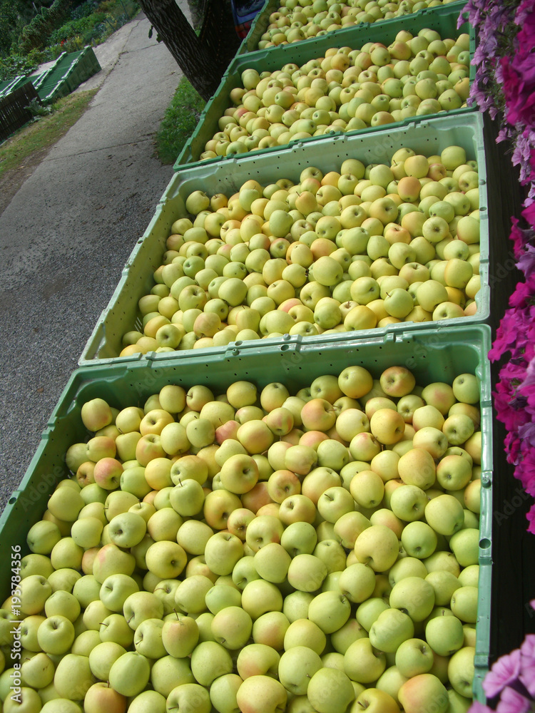 Äpfel in Plastikkisten geerntet