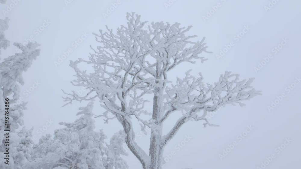 Freezed tree. Freezed tree.