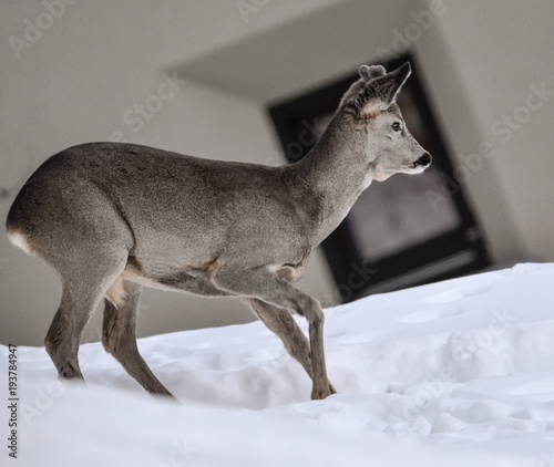 Wallpaper Mural deers in the wild  Torontodigital.ca