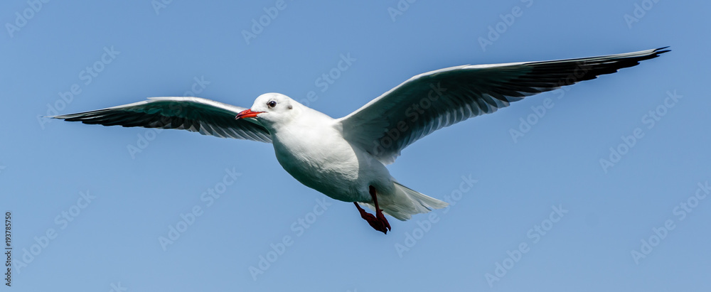 Obraz premium Flying Seagull