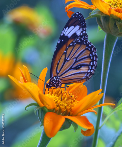 butterfly and yellow flower