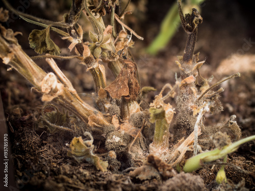 Botrytis cinerea or gray mold of Pelargonium photo