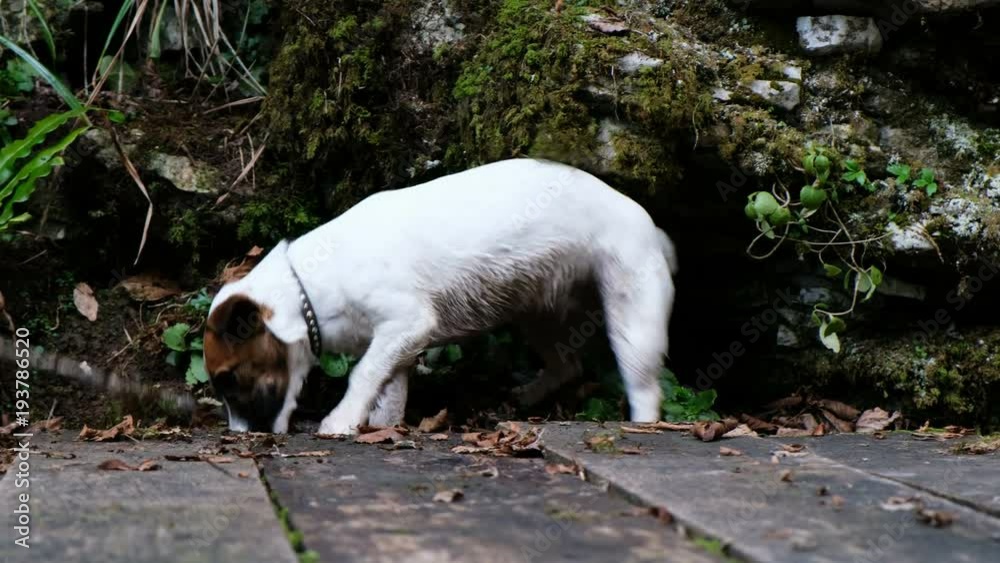 Funny little dog jack russell terrier in the woods is played with a stick, 4k. Funny little dog jack russell terrier in the woods is played with a stick, 4k.