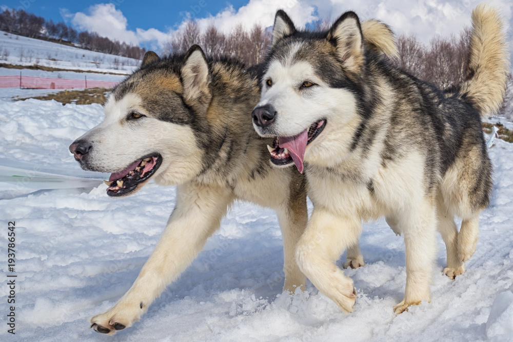 Alaskan malamute Alaskan malamute
