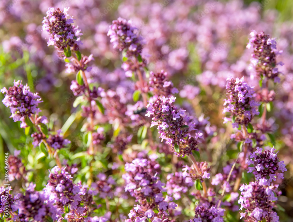 Blossoming thyme close up in the field in the sunny day. Blossoming thyme close up in the field in the sunny day.