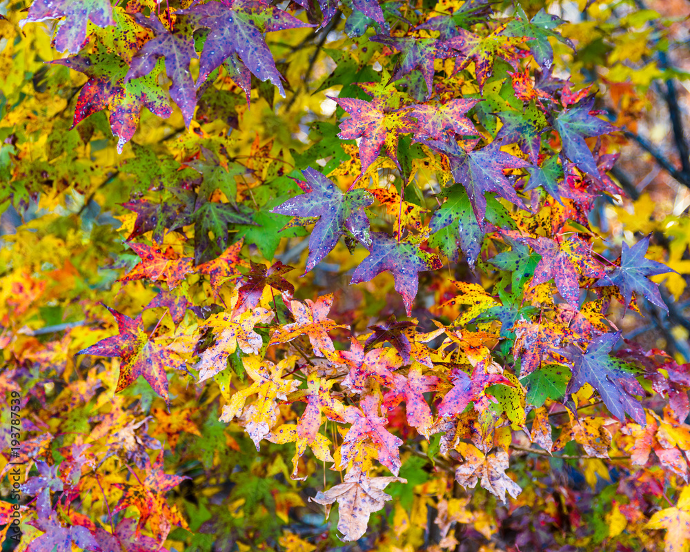Closeup shot of colorful fall foliage