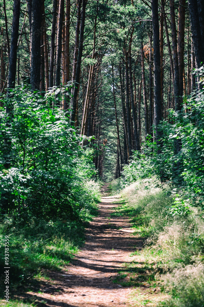Fototapeta premium Beautiful forest landscape, thin trunks of pines, a path in the forest