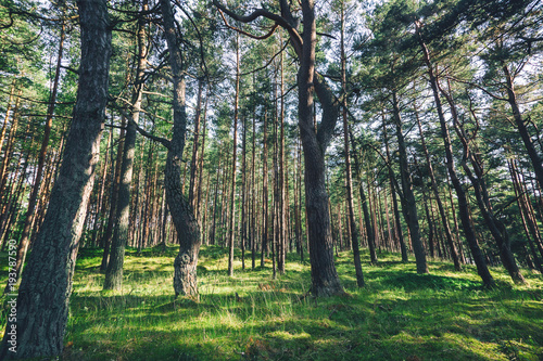 Beautiful forest landscape, thin trunks of pine trees, bright juicy green background and texture