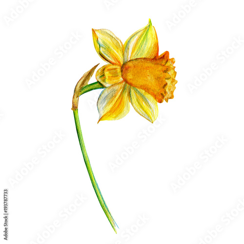 Narcissus flower watercolor isolated on white background, hand drawn yellow daffodil illustration, Floral design for elements patterns, greeting card, wedding invitation, florist shop, beauty salon
