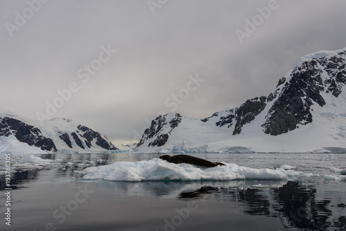 Leopard seal on ice