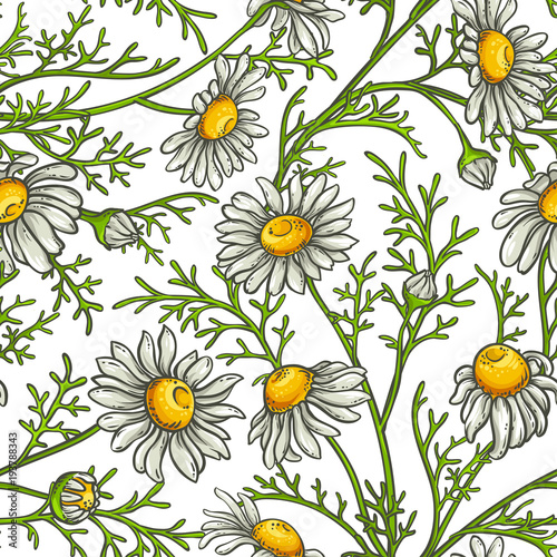 chamomile flower vector pattern