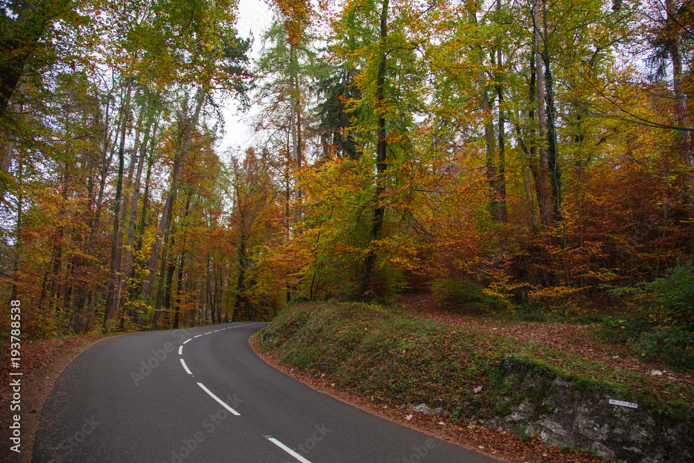 Forêt en automne